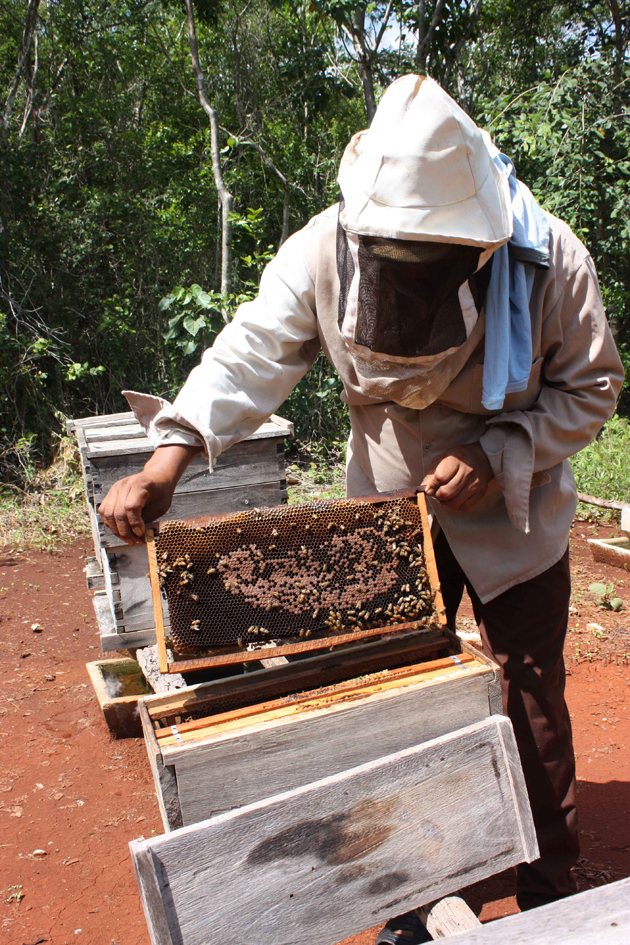 La apicultura ante los embates del Xaman ka’an