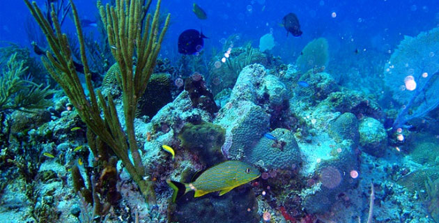 Desaparecen arrecifes de Quintana Roo