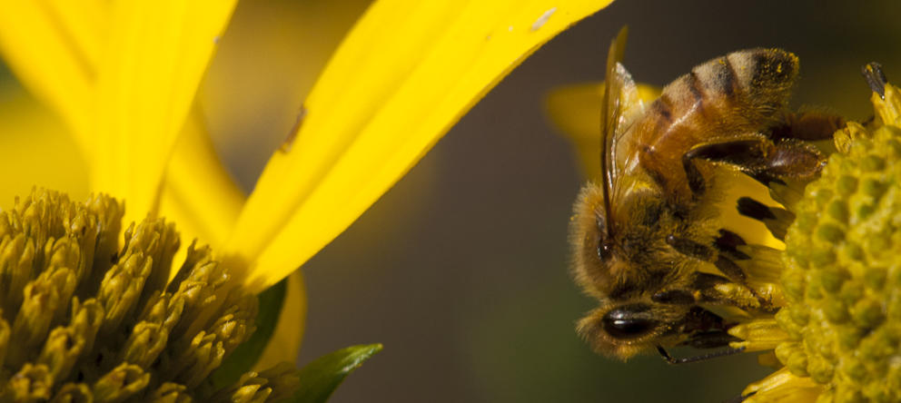 ¿Por qué se están muriendo las abejas?
