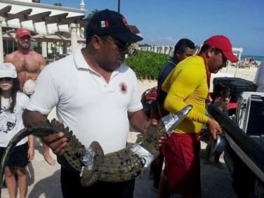 Atribuyen a la devastación del manglar la aparición de cocodrilos en las playas