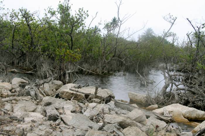 Desaparece la mitad del manglar de la Riviera Maya