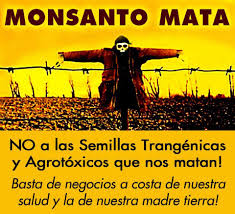 Otorgan Nuevo amparo contra el permiso de siembra de soya transgénica concedido a Monsanto