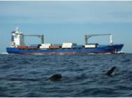 Modificarán ruta para proteger al tiburón ballena