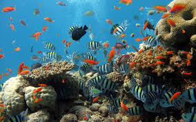 Peligran arrecifes coralinos caribeí±os por la sobrepesca, alerta ONU