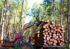 Quintana Roo entre otros estados,  Delincuencia organizada vende madera fina a China
