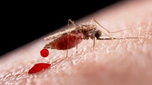 mosquito-malaria-getty