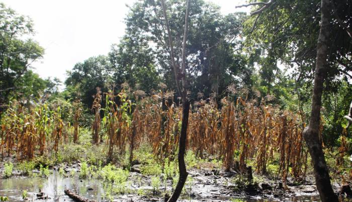 Tulum:  Pierde la Zona Maya más de 4 mil hectáreas de cultivos