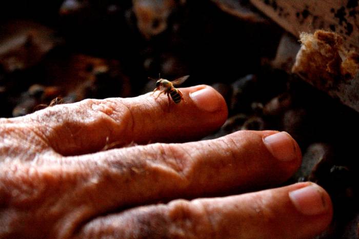 Playa del Carmen:  Promete la abeja melipona dulce futuro para la Riviera Maya