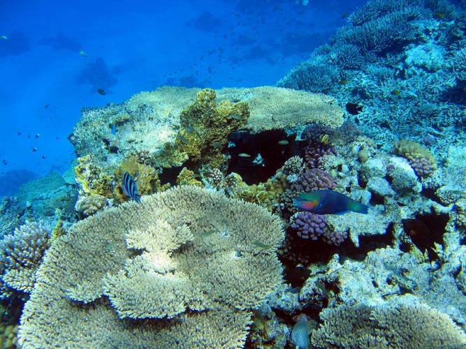 Cancún:  En corales, la solución a enfermedades cardiovasculares