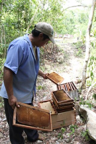 Quintana Roo: apicultores en el olvido