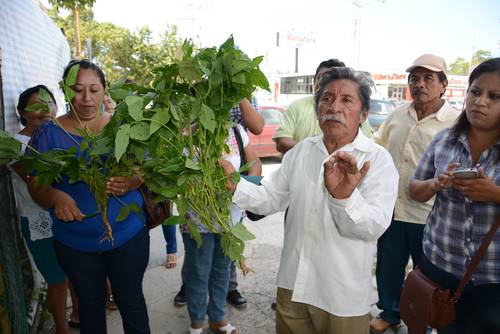 La Semarnat viola en Campeche veda de transgénicos: apicultores