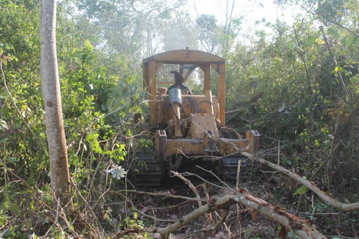 Chetumal:  Reforestan más de dos mil hectáreas afectadas por incendios