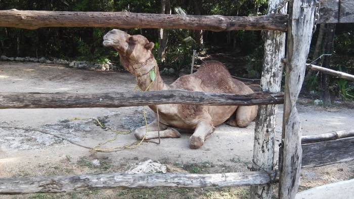 Tulum: Camello arábigo atrapa, sacude y mata a su dueí±o