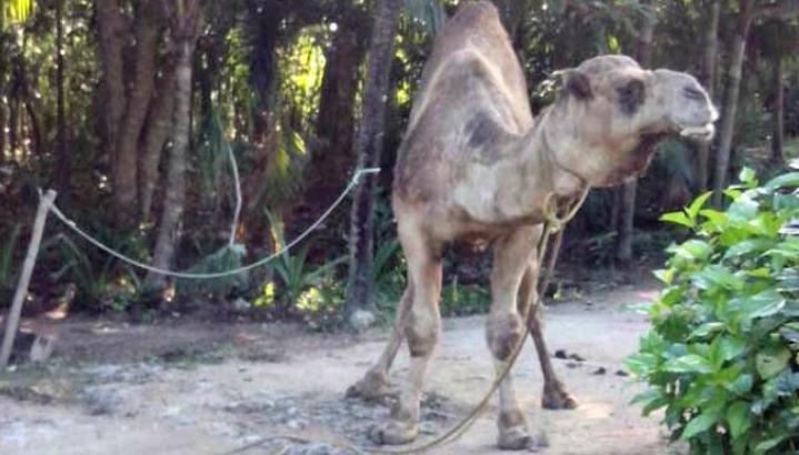 Tulum: Camello era violado por su dueí±o