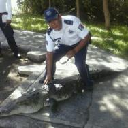 Atrapan cocodrilo en el Boulevard Bahí­a