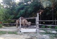 Tulum: Rancho irregular donde tení­an al «camello asesino»
