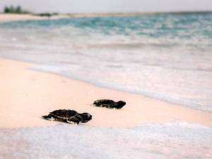 En 2015 se ampliará el cerco de protección de la tortuga marina en el municipio de Solidaridad. (Foto de contexto/Internet)