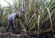 Quintana Roo: Difí­cil comienzo de zafra